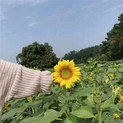 牧神曲官方版下载